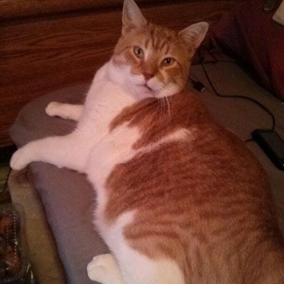 Meet your Posher, JoAnn - Picture 1 of 1